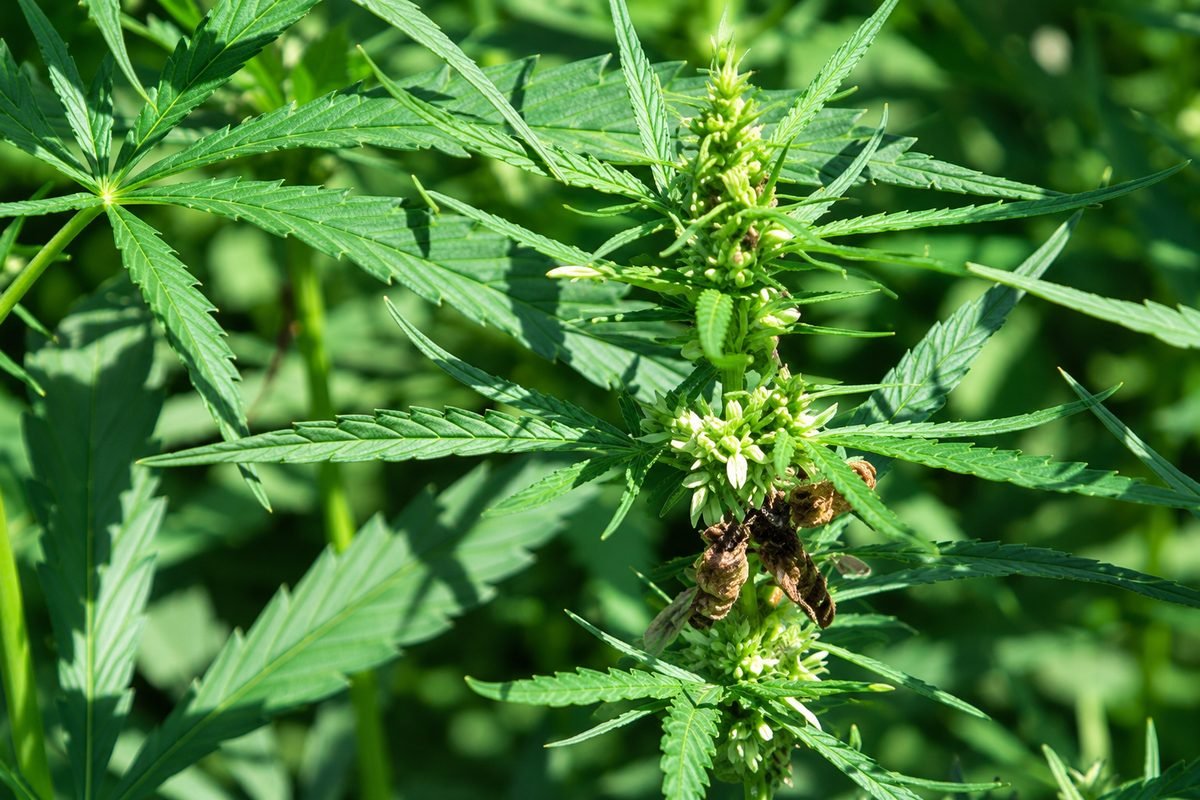 Hemp plant leaves and flowering stem, the source of the natural bast fiber