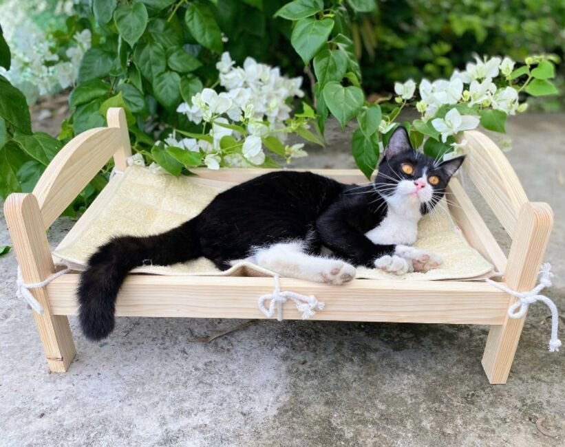 Cat resting on a wood-frame pet hammock, single-tier